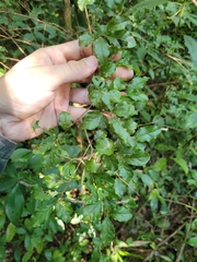 Campomanesia xanthocarpa