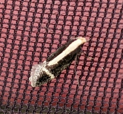 Aroga paraplutella
