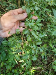 Campomanesia xanthocarpa