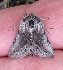 Pleromelloida bonuscula