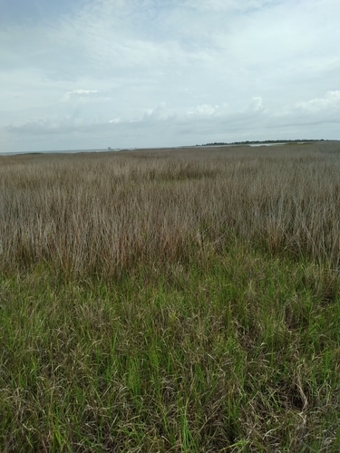 Image of Juncus roemerianus by (c) Scott Ward, some rights reserved (CC BY)