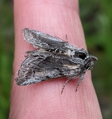 Pleromelloida bonuscula