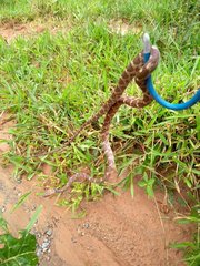 Siphlophis longicaudatus
