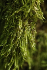 Hypnum cupressiforme filiforme