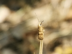Symmocinae