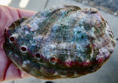 Haliotis kamtschatkana