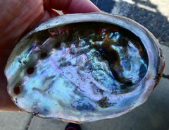 Haliotis kamtschatkana