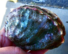 Haliotis kamtschatkana