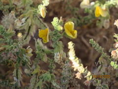 Adesmia atacamensis