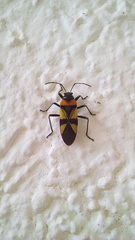 Fibrenus gibbicollis