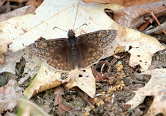 Erynnis juvenalis