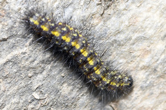 Setina