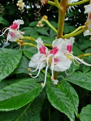Aesculus hippocastanum