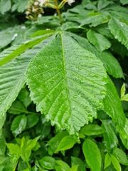 Aesculus hippocastanum