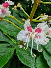 Aesculus hippocastanum