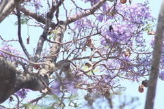 Pheucticus melanocephalus
