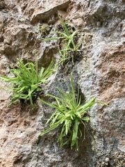 Pinguicula vallisneriifolia