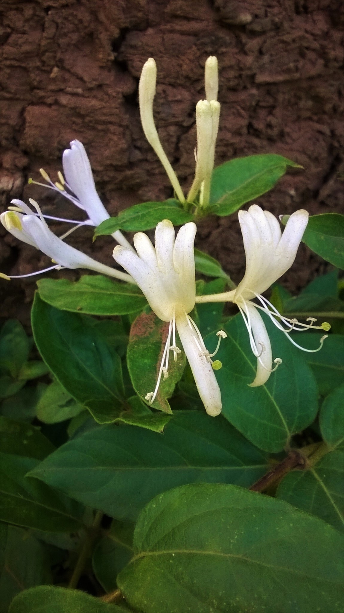 Lonicera japonica