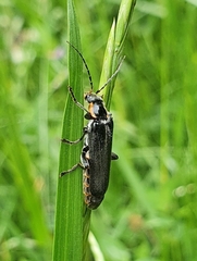 Cantharis obscura