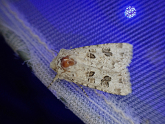 Anarta stigmosa