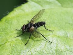 Phyllomya volvulus