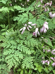 Dicentra