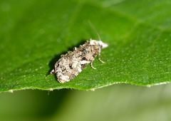 Phtheochroa rugosana
