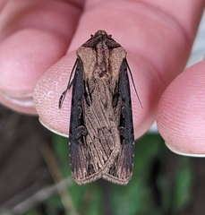 Agrotis antica
