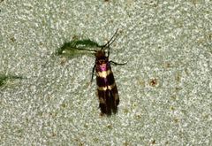 Micropterix ibericella