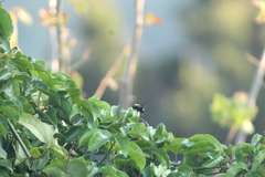 Bombus steindachneri