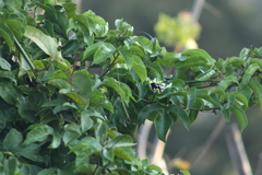 Bombus steindachneri