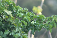 Bombus steindachneri