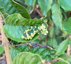 Callibia diana