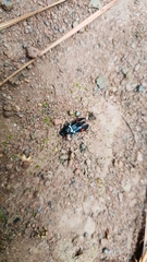 Callitettix versicolor