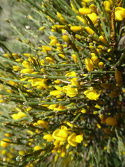 Genista balansae
