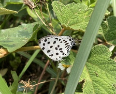 Tajuria maculata