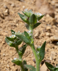 Plagiobothrys glomeratus