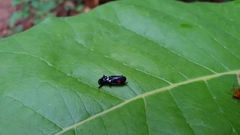 Callitettix versicolor