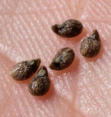 Plagiobothrys glomeratus