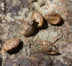 Plagiobothrys glomeratus