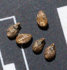 Plagiobothrys glomeratus