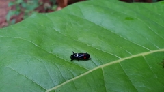 Callitettix versicolor