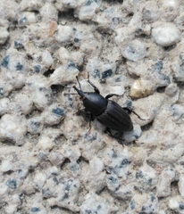 Sphenophorus striatopunctatus
