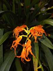 Brassia aurantiaca