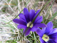Gentiana pyrenaica