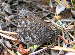 Oeneis jutta alaskensis