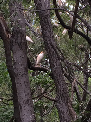 Bubulcus ibis