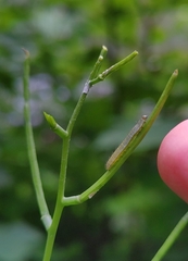 Anthocharis cardamines
