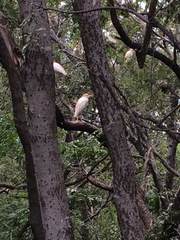 Bubulcus ibis