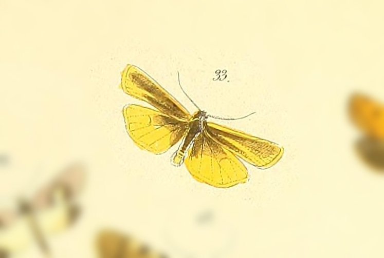 Eucreagra